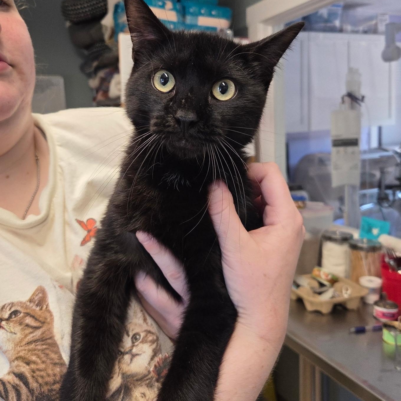 Enlarge Spartan, an adopted Domestic Short Hair in Warwick, RI image 6/6