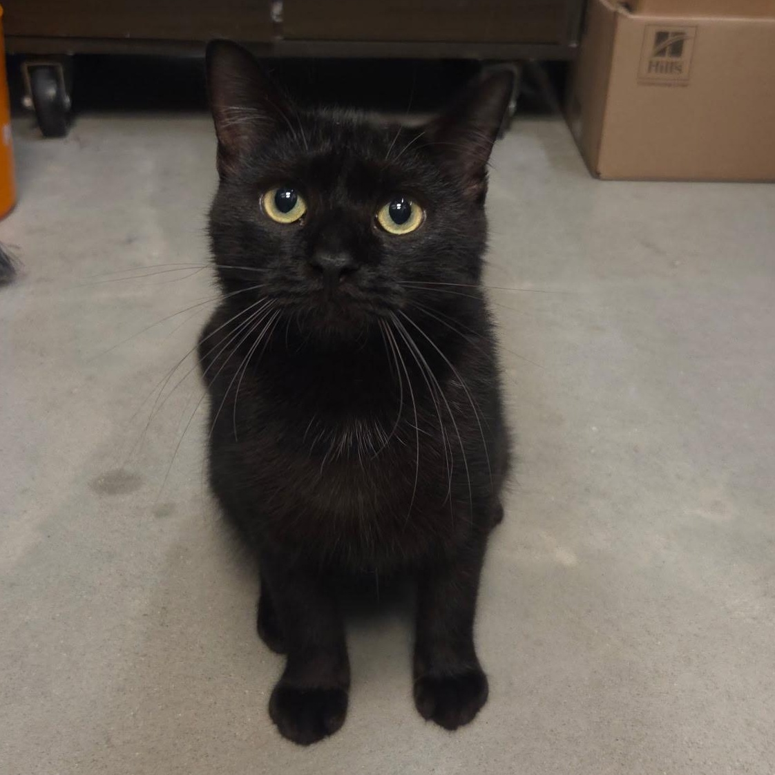 Enlarge Spartan, an adopted Domestic Short Hair in Warwick, RI image 3/6