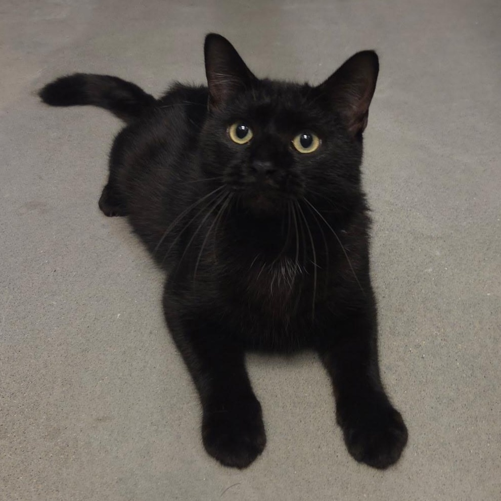 Enlarge Spartan, an adopted Domestic Short Hair in Warwick, RI image 5/6