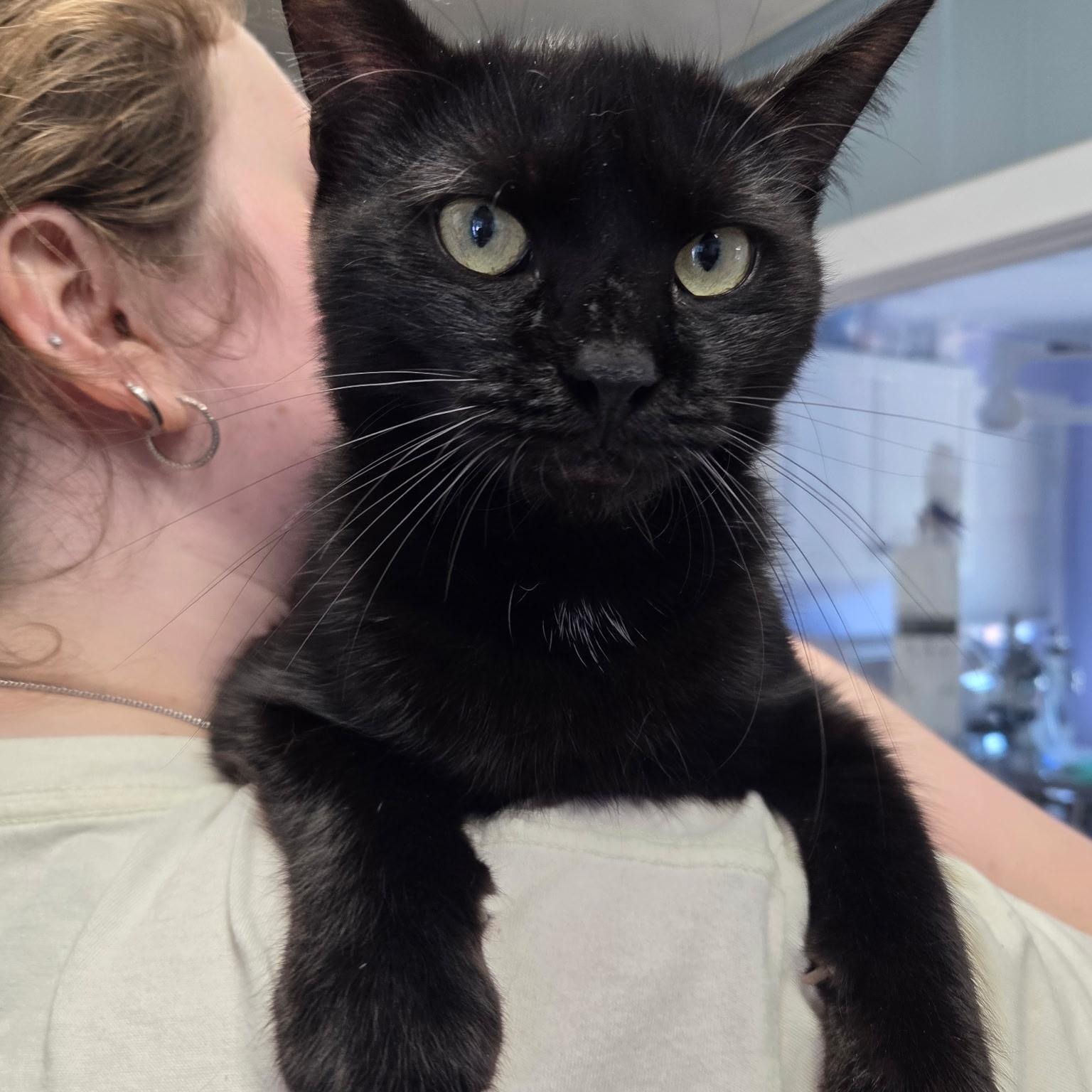Enlarge Spartan, an adopted Domestic Short Hair in Warwick, RI image 2/6