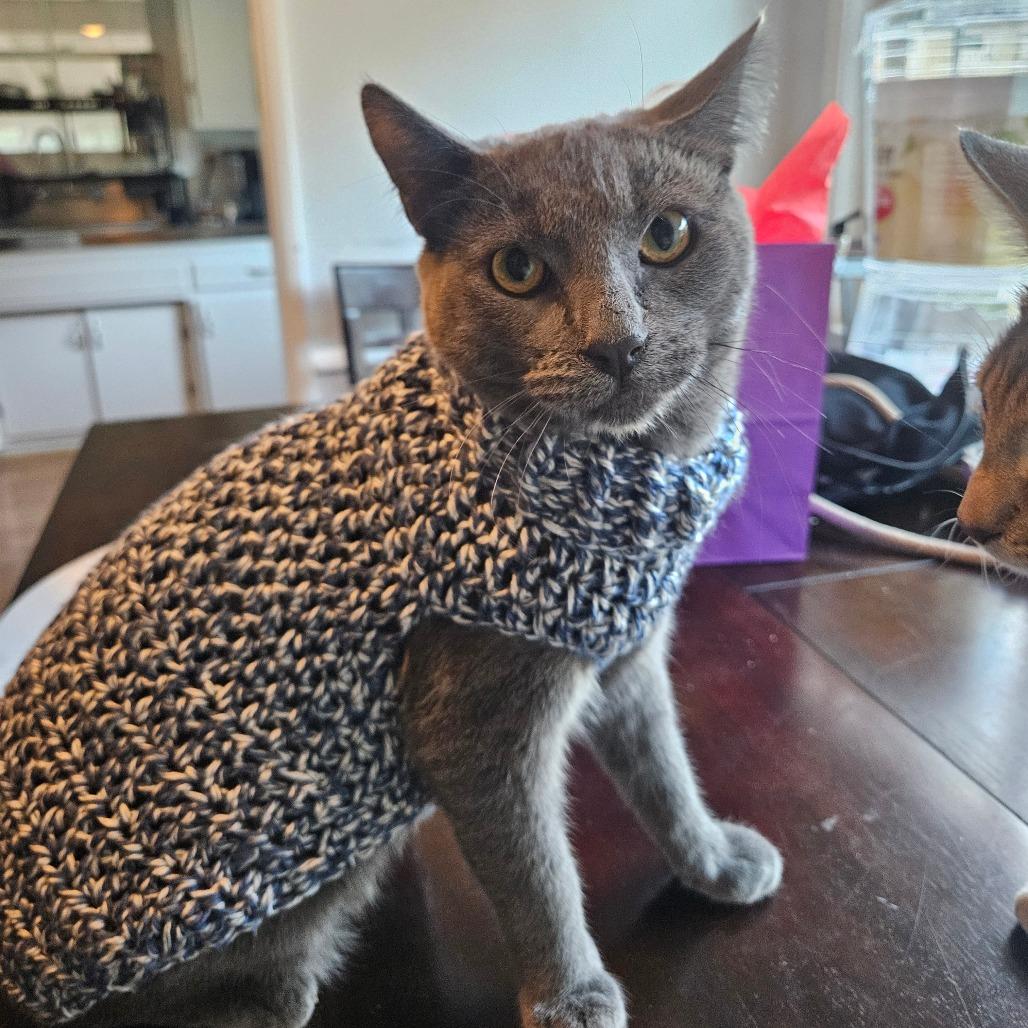 Mr. Tumnus, Adoptable, Adult Male Domestic Short Hair.