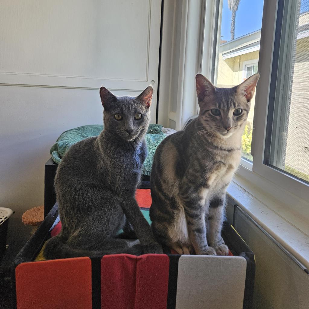 Enlarge Mr. Tumnus, a Adoptable Domestic Short Hair in Long Beach, CA image 3/6