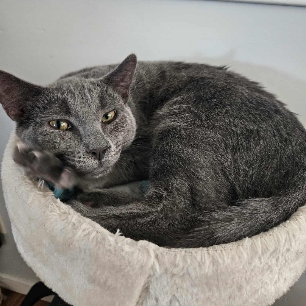 Enlarge Mr. Tumnus, a Adoptable Domestic Short Hair in Long Beach, CA image 5/6