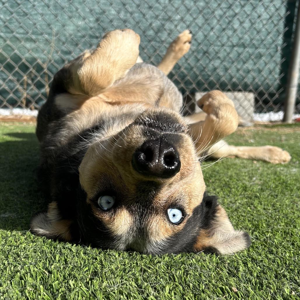 Enlarge Gaten - in foster!, a Adoptable mixed breed in Flagstaff, AZ image 1/6