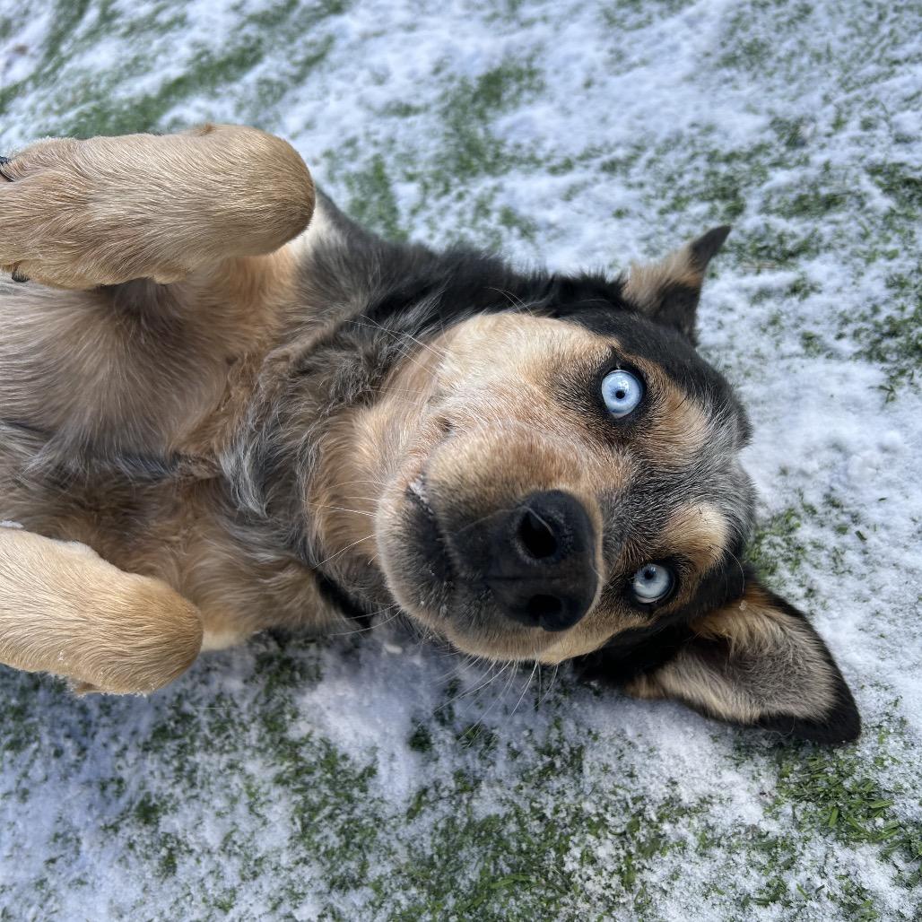 Enlarge Gaten - in foster!, a Adoptable mixed breed in Flagstaff, AZ image 3/6