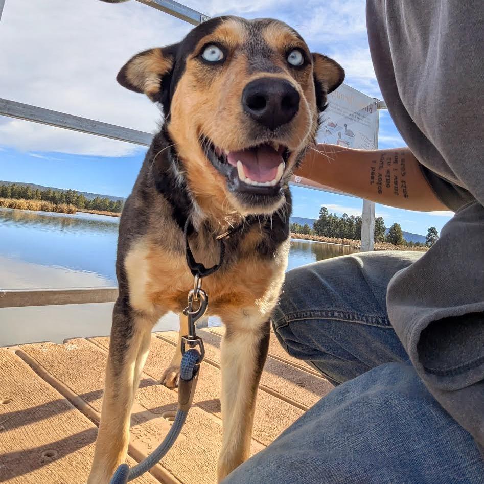 Enlarge Gaten - in foster!, a Adoptable mixed breed in Flagstaff, AZ image 4/6