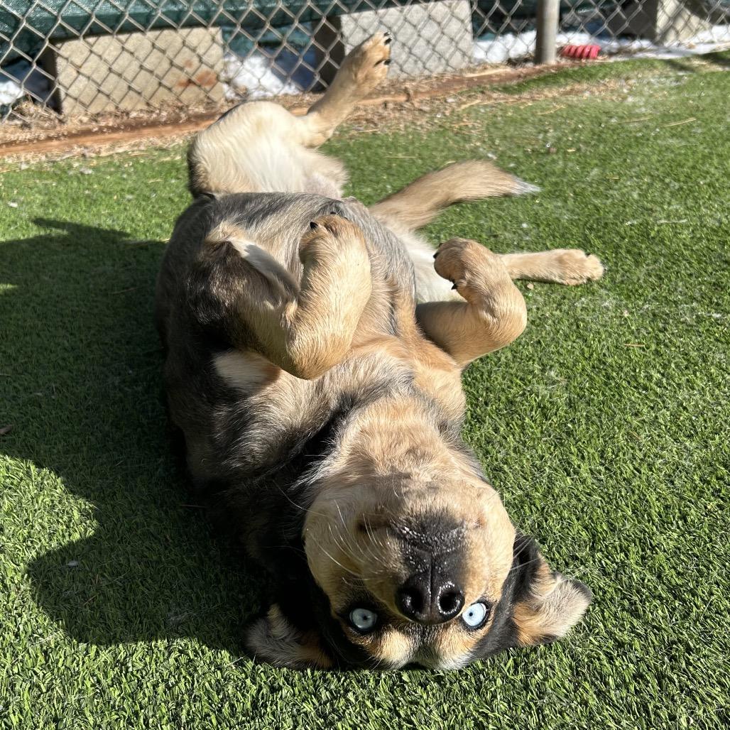 Enlarge Gaten - in foster!, a Adoptable mixed breed in Flagstaff, AZ image 5/6