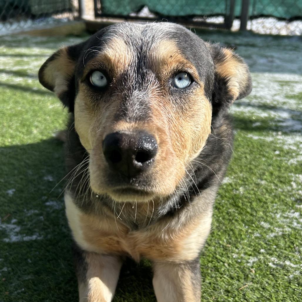Enlarge Gaten - in foster!, a Adoptable mixed breed in Flagstaff, AZ image 6/6
