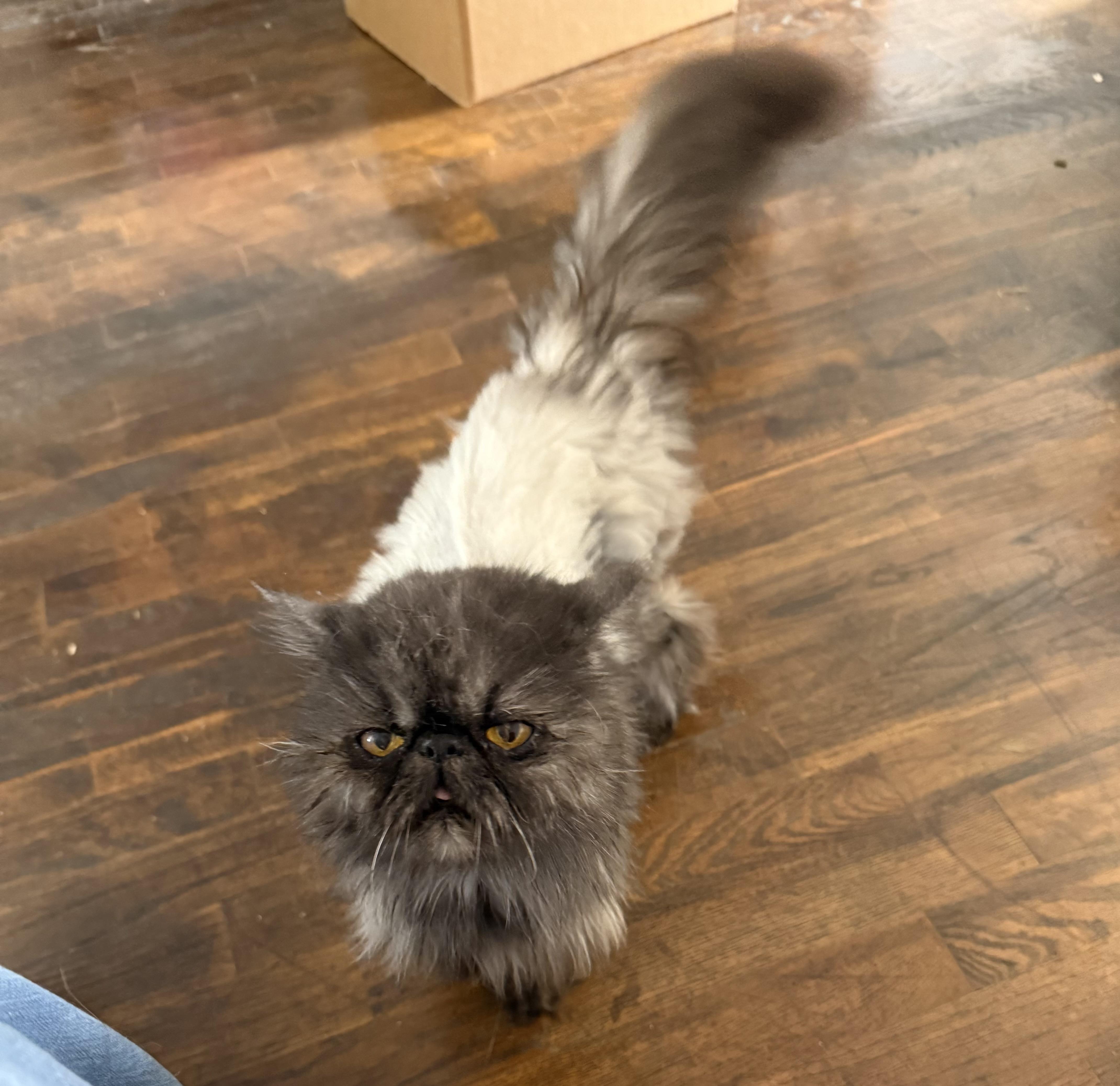 Enlarge Polly Pocket, an adopted Persian in Hooper, NE image 1/1
