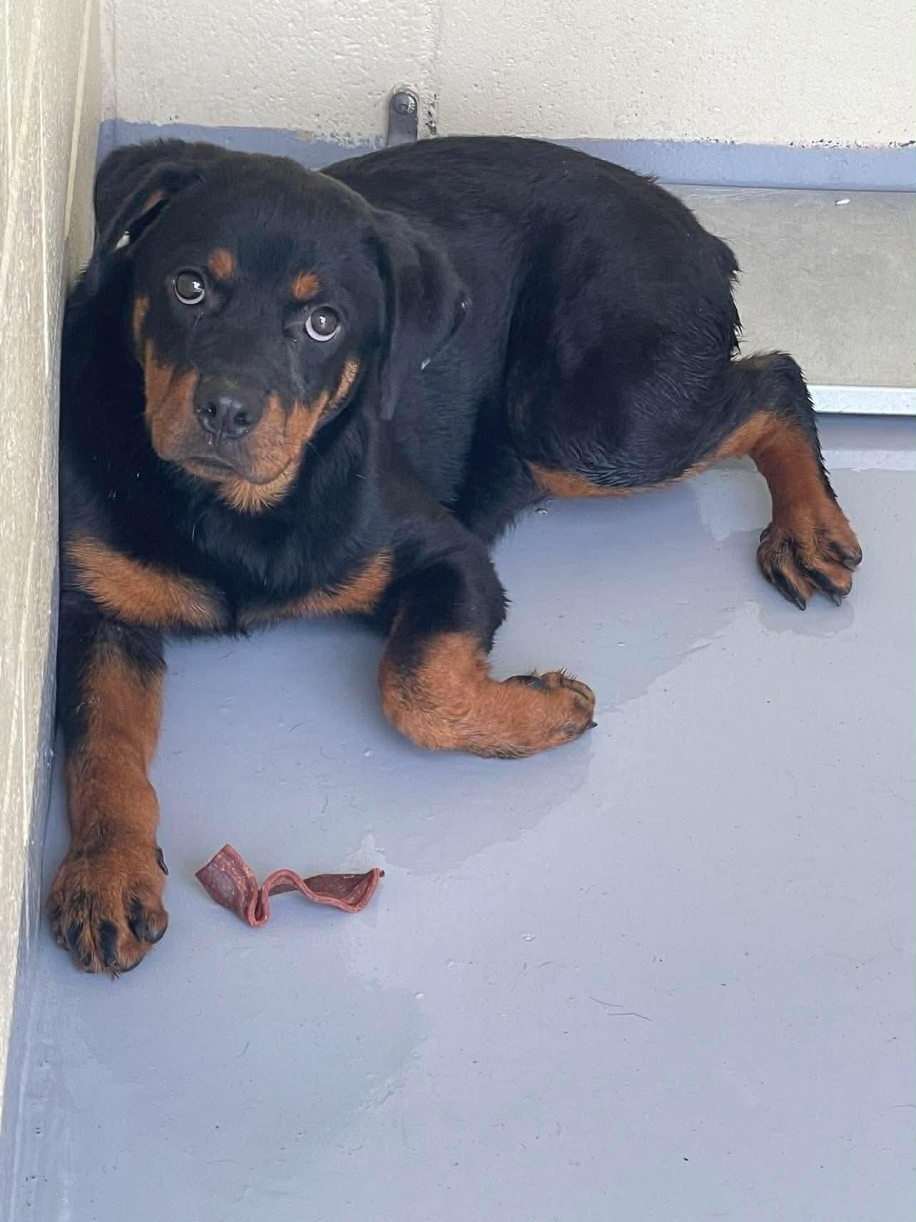 Trista the Rottweiler Puppy, a Adoptable Rottweiler in Muskego, WI image 3/3