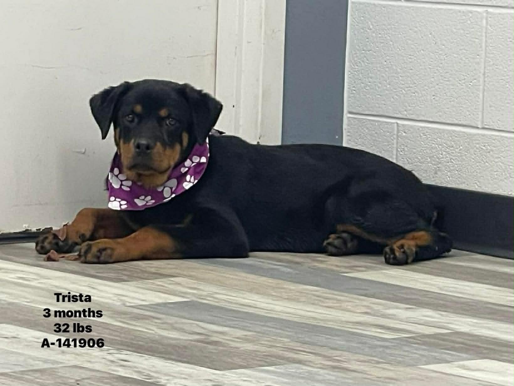 Trista the Rottweiler Puppy, a Adoptable Rottweiler in Muskego, WI image 1/3