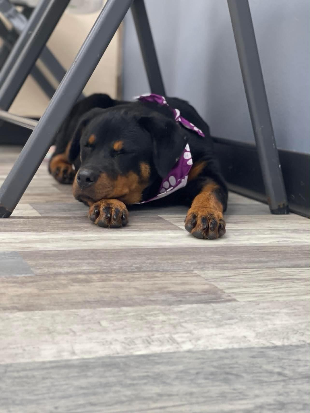 Trista the Rottweiler Puppy, a Adoptable Rottweiler in Muskego, WI image 2/3