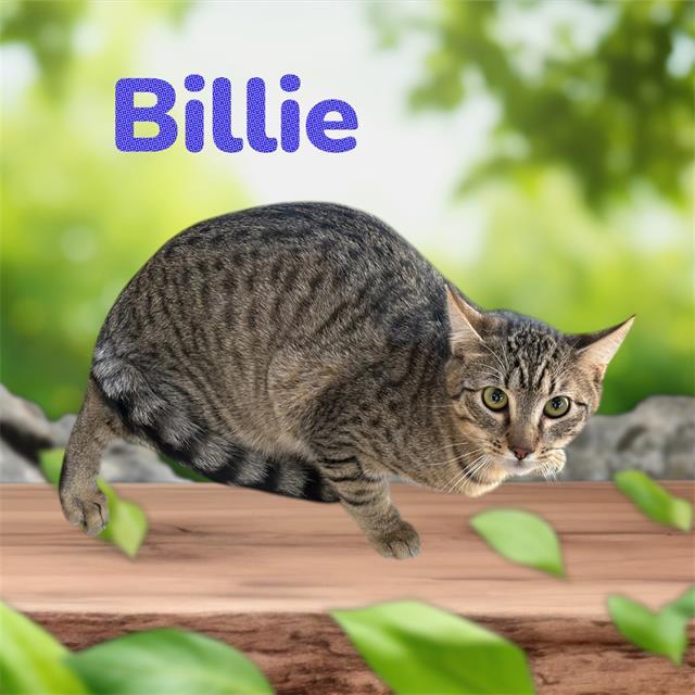 BILLIE, Adoptable, Young Male Domestic Short Hair & Domestic Short Hair.