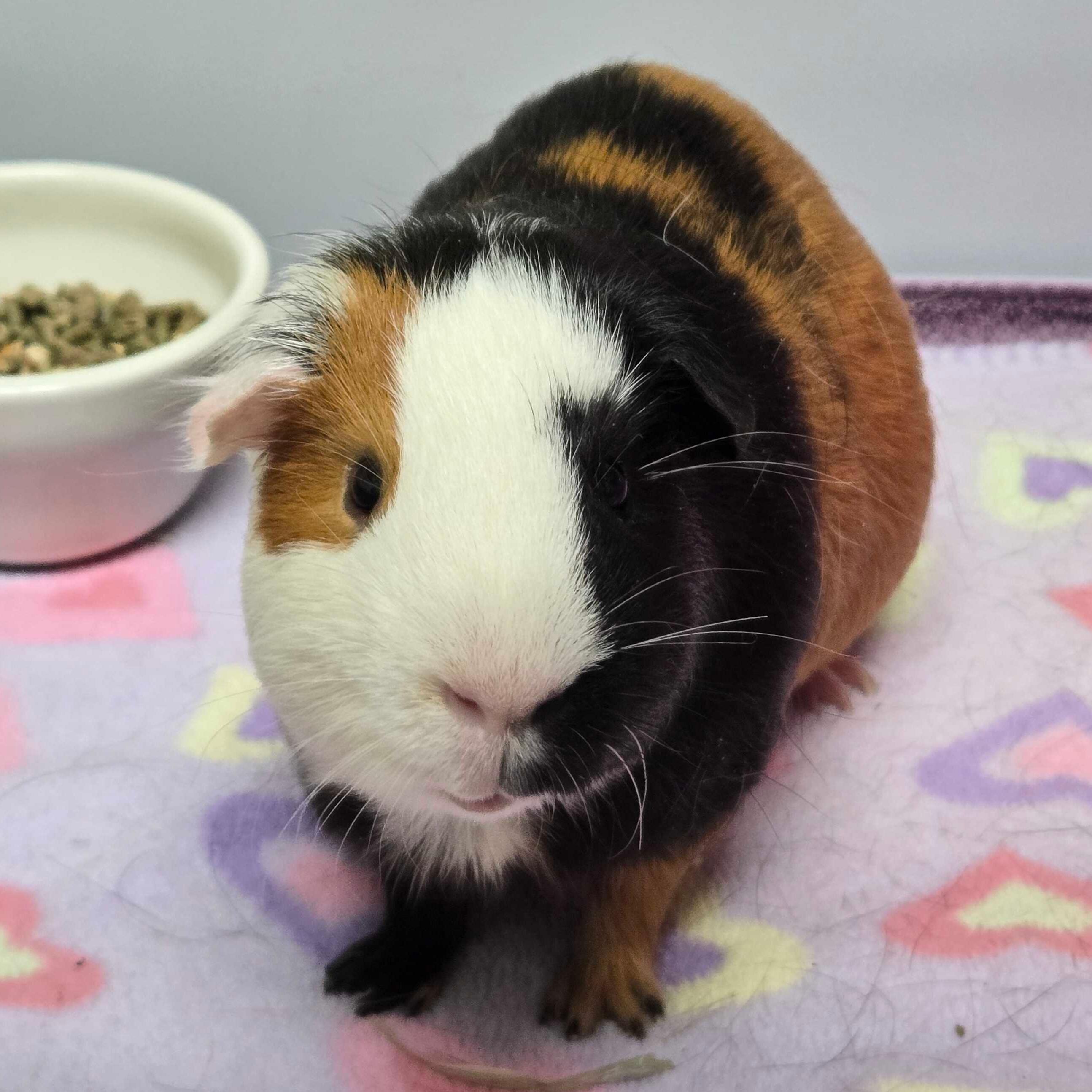 Enlarge Ollie, a ADOPTABLE mixed breed in Jefferson, WI image 1/1