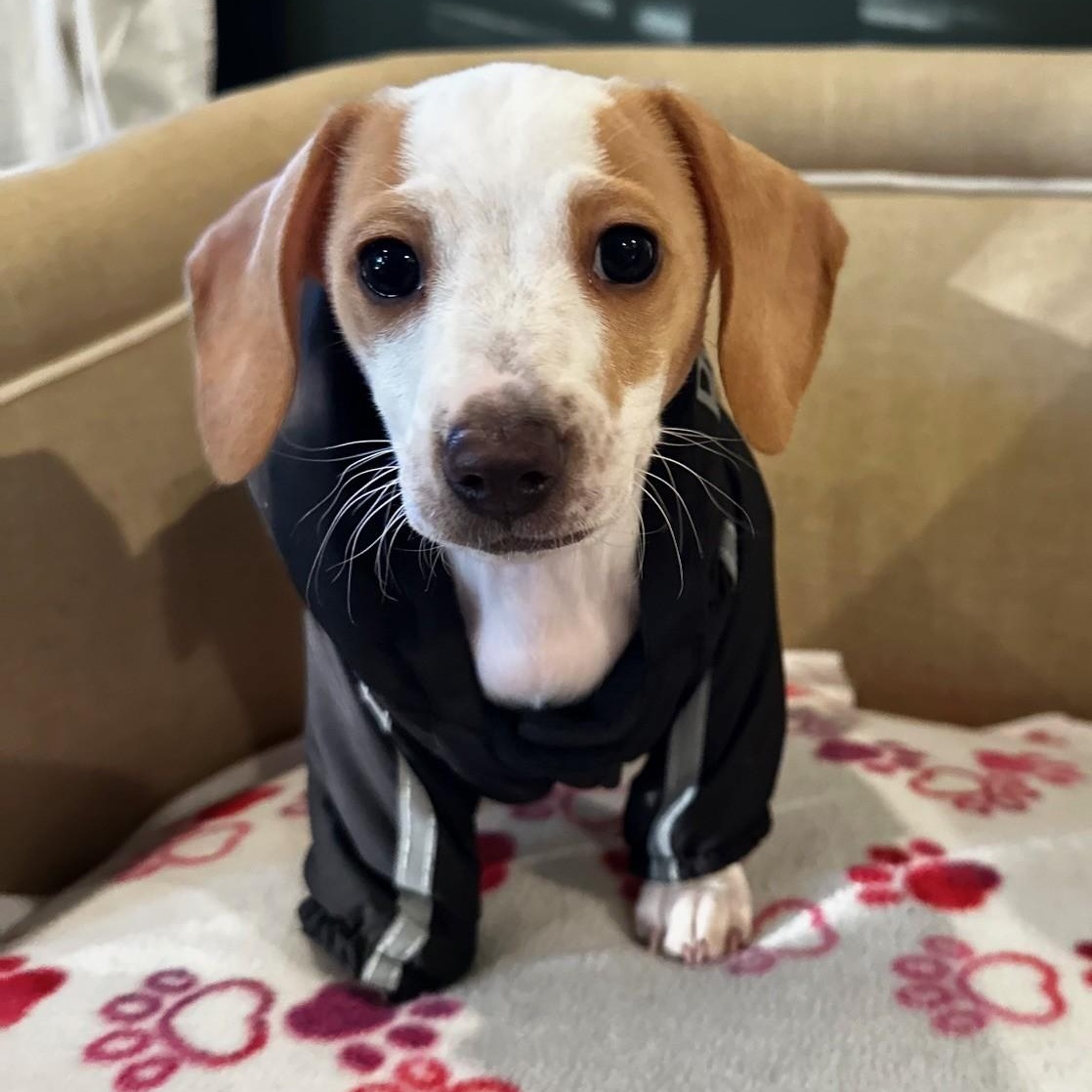 Tanya, adopted, Puppy Female Dachshund.