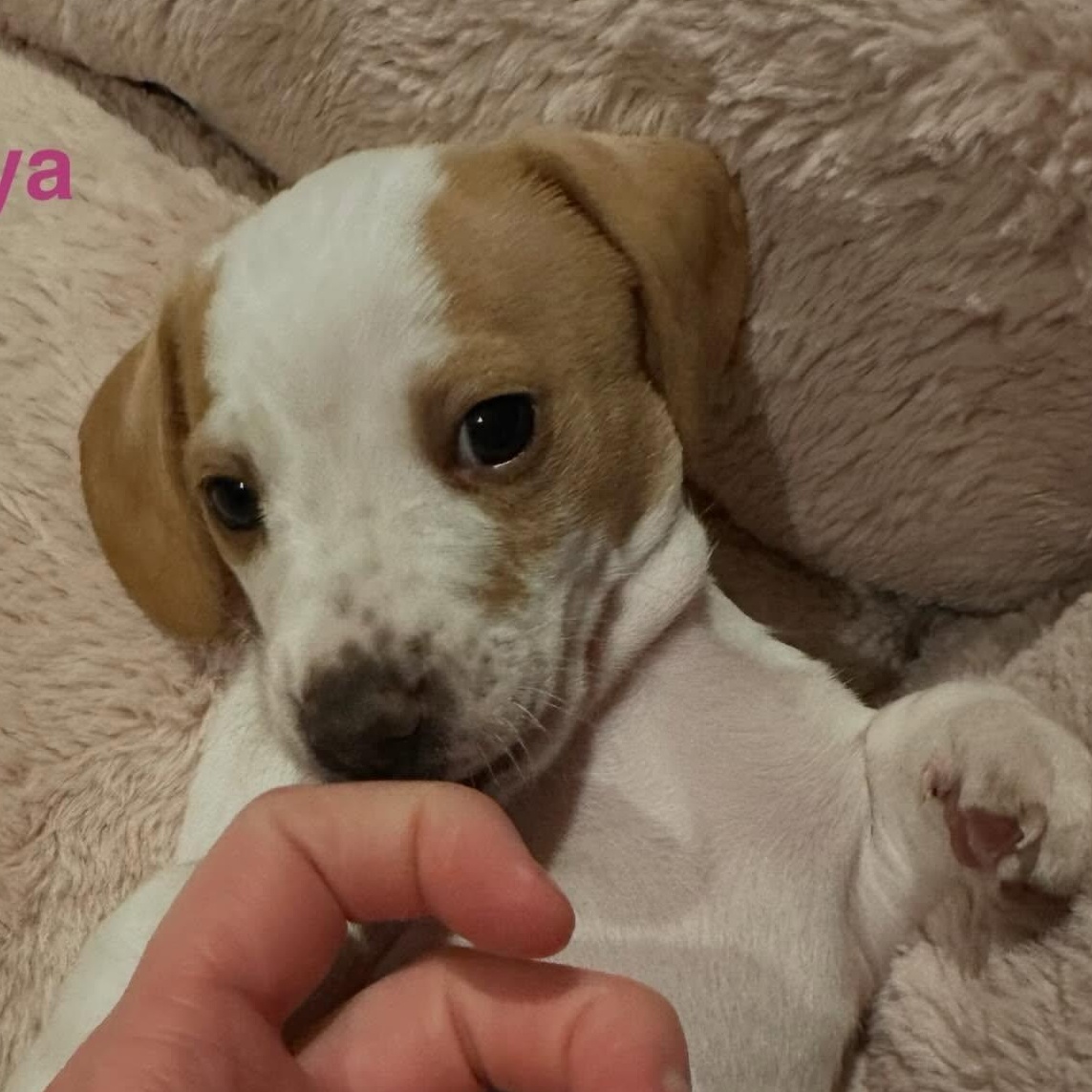 Enlarge Tanya, an adopted Dachshund in Portland, OR image 4/4