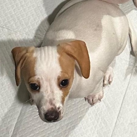 Enlarge Tanya, an adopted Dachshund in Portland, OR image 2/4