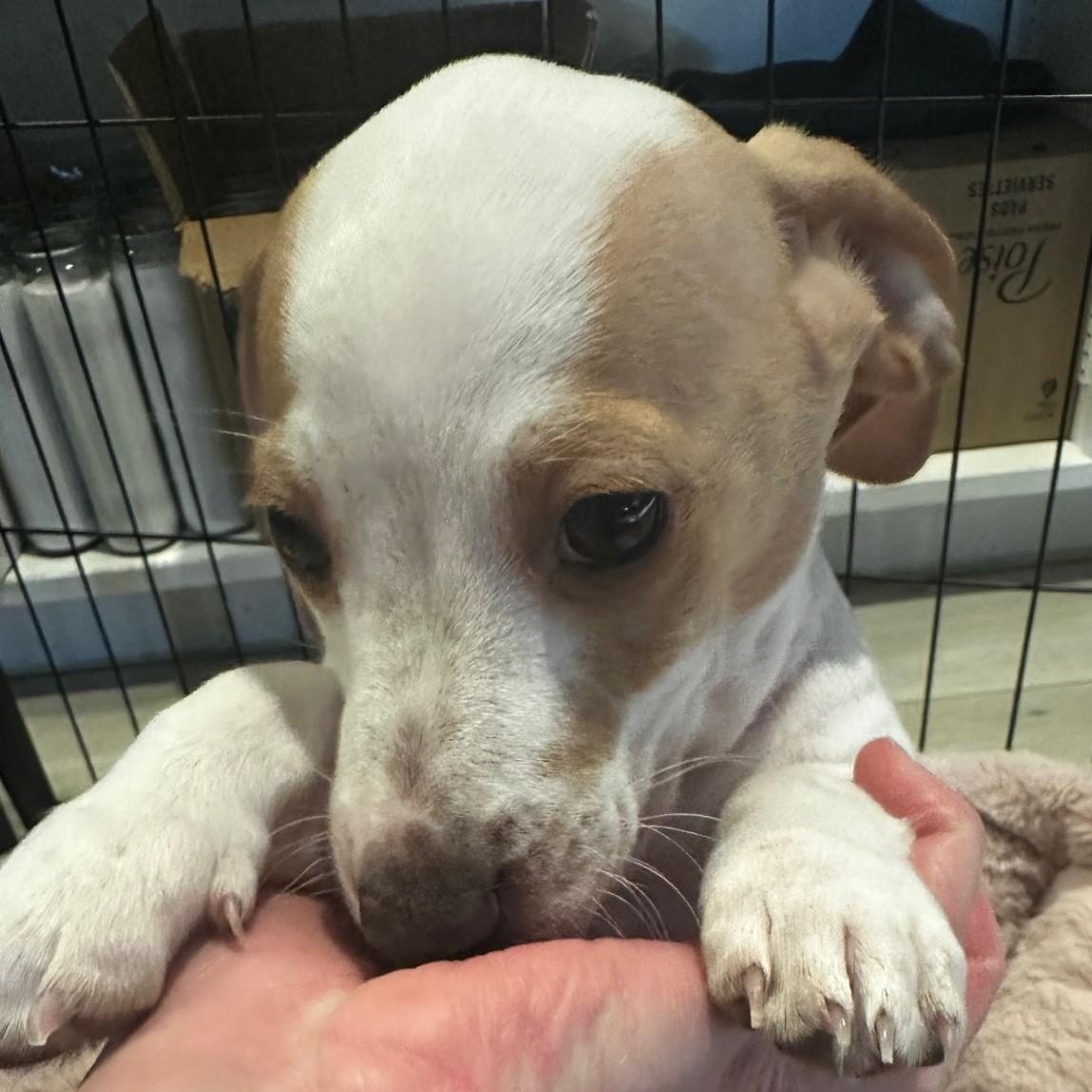 Enlarge Tanya, an adopted Dachshund in Portland, OR image 3/4