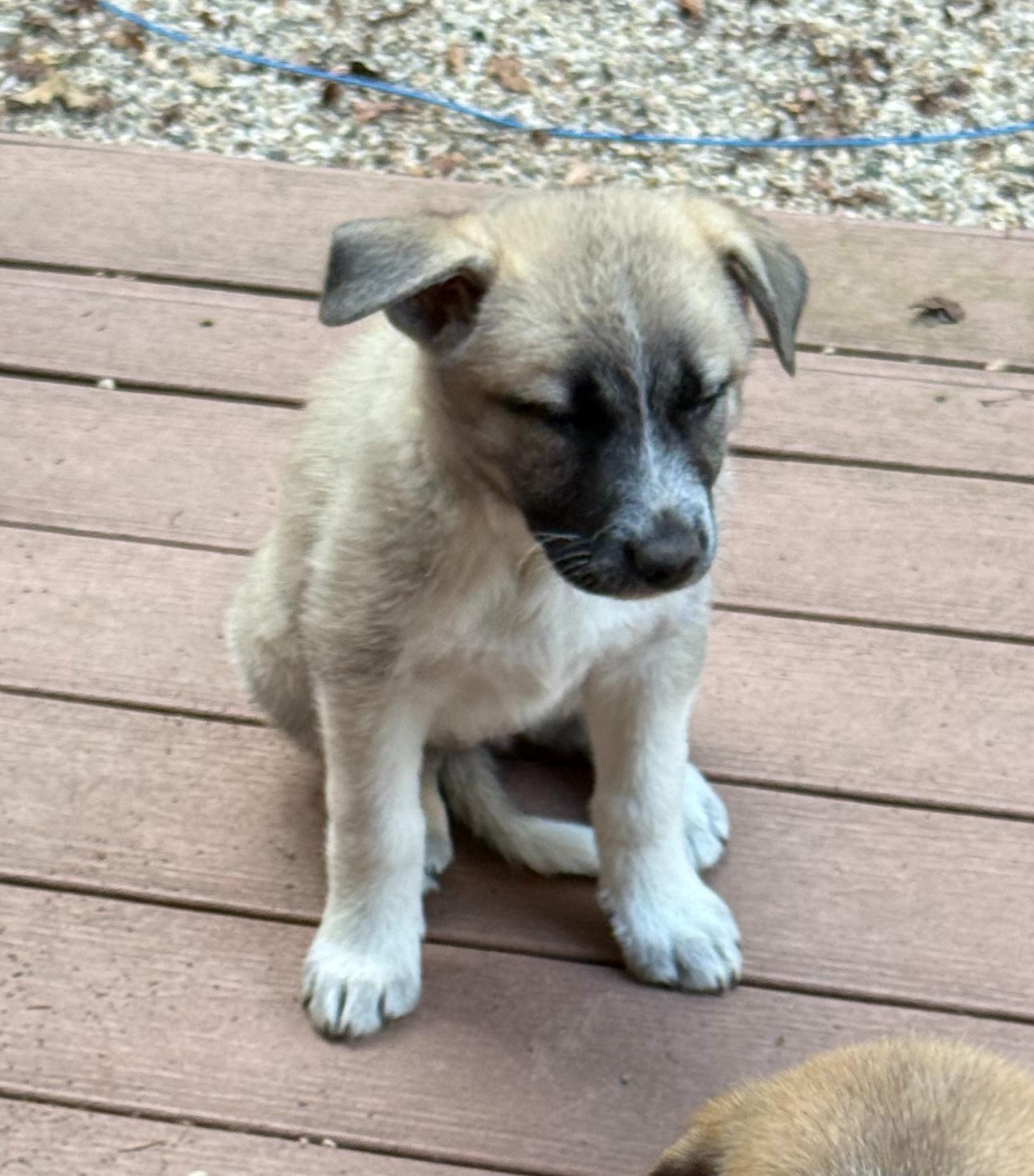 Ginger (F), Adoptable, Puppy Female Labrador Retriever.