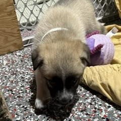 Enlarge Ginger (F), a Adoptable mixed breed in Sun Prairie, WI image 3/4