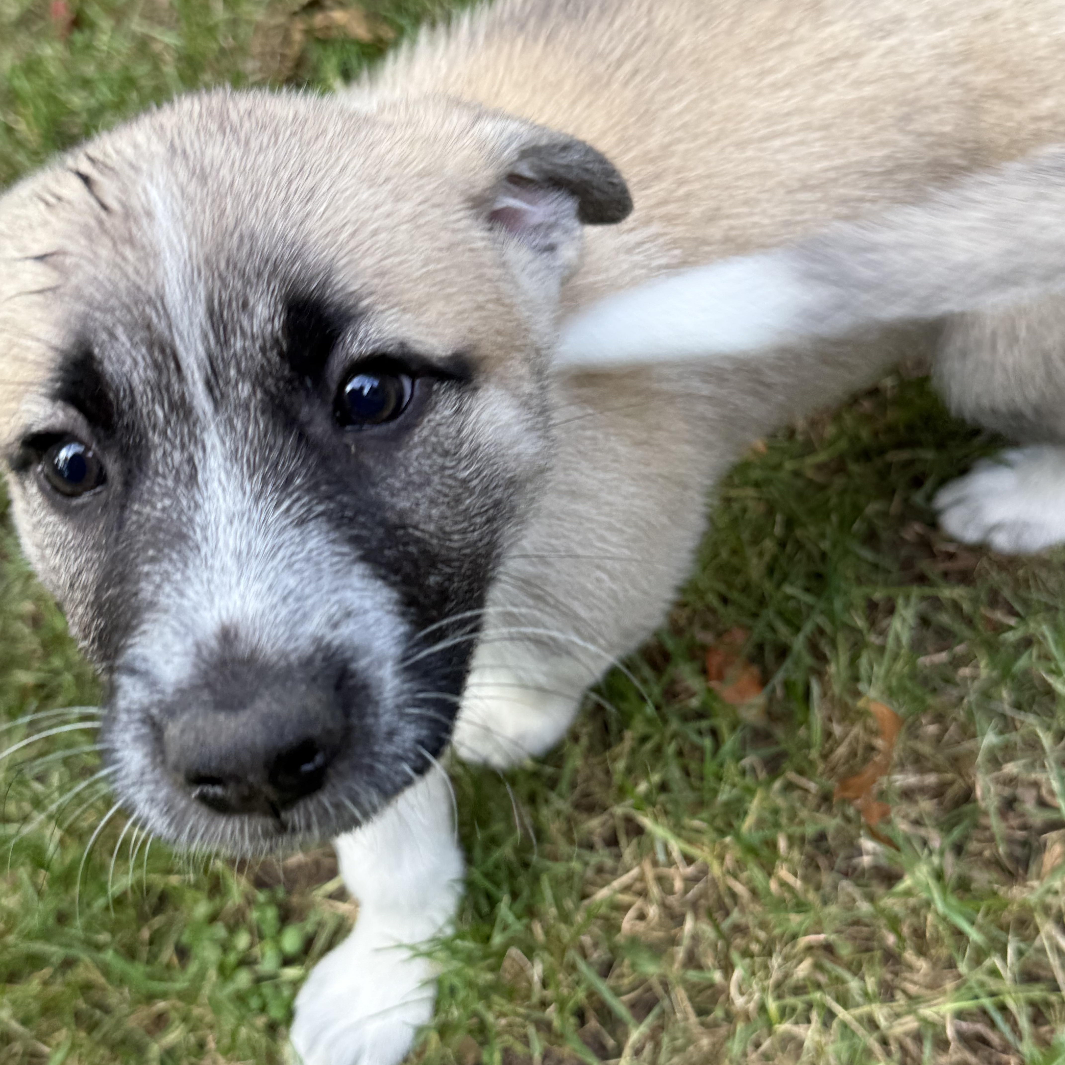 Enlarge Ginger (F), a Adoptable mixed breed in Sun Prairie, WI image 2/4