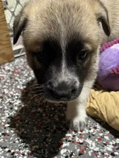 Enlarge Ginger (F), a Adoptable mixed breed in Sun Prairie, WI image 4/4