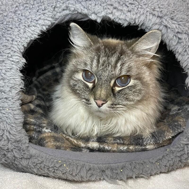 Enlarge Jasper, a Adoptable Ragdoll in Roanoke, VA image 1/1