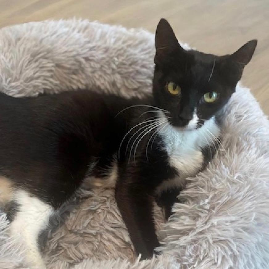 SASSY, Adoptable, Adult Female Domestic Short Hair.