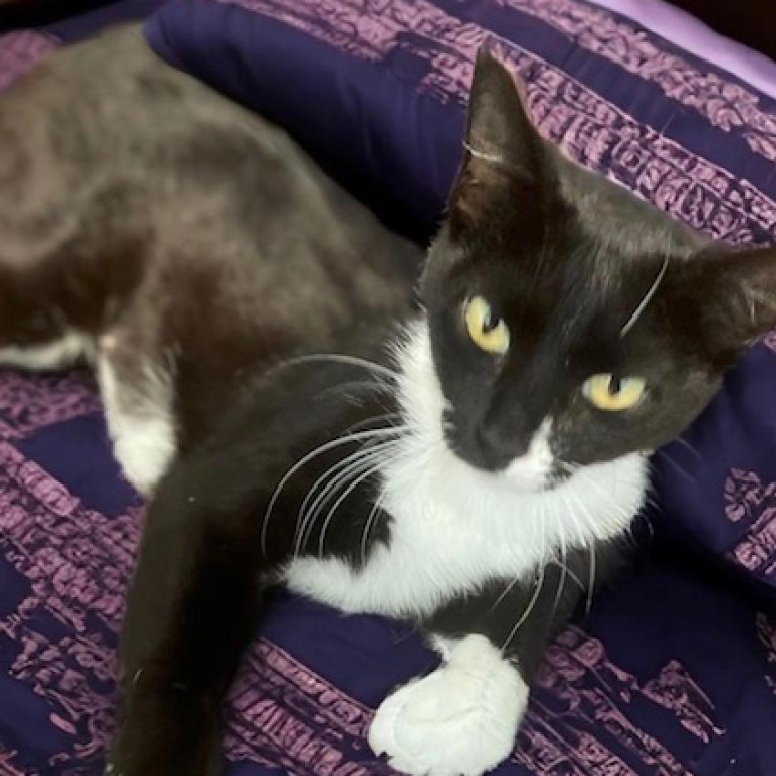 Enlarge SASSY, a Adoptable Domestic Short Hair in Oakland Park, FL image 2/3