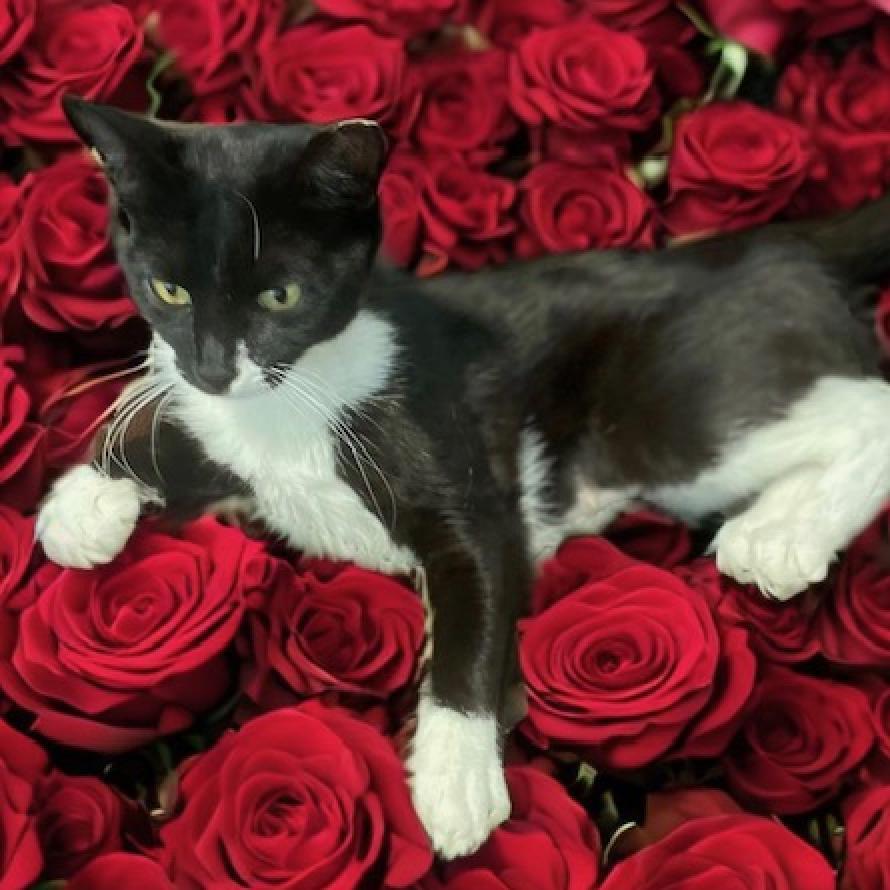 Enlarge SASSY, a Adoptable Domestic Short Hair in Oakland Park, FL image 3/3