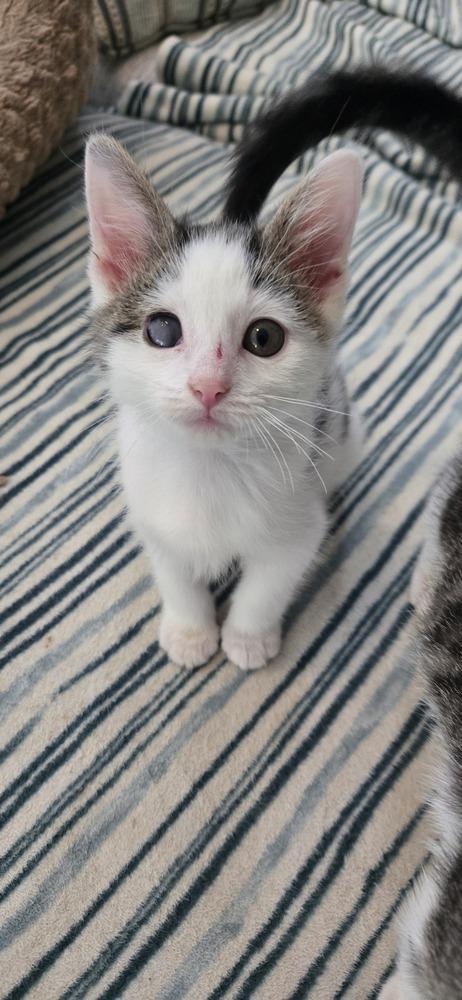 Enlarge Harry, a Adoptable Domestic Short Hair in Greenbelt, MD image 1/1