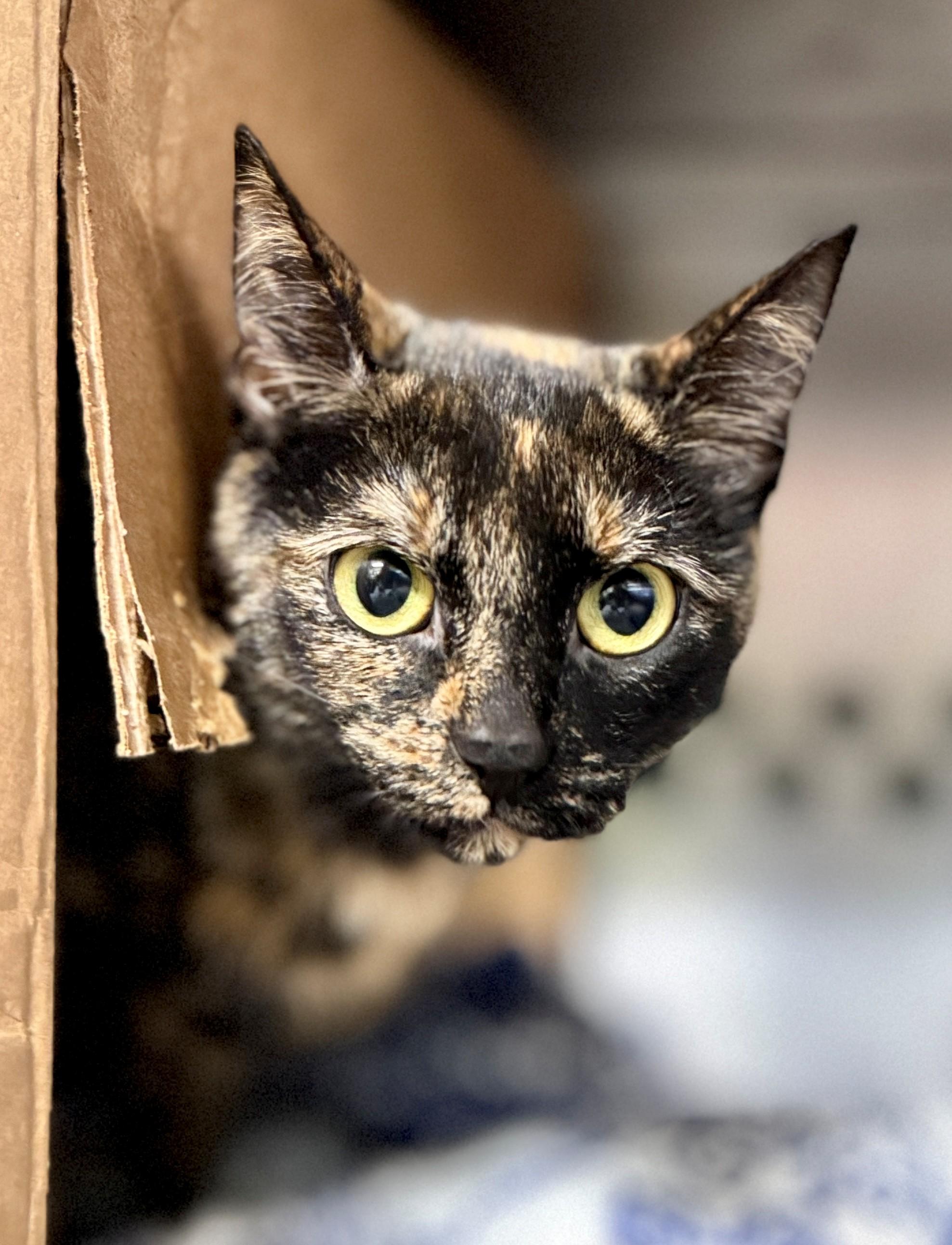 Enlarge Noelani, a Adoptable Domestic Short Hair in Hamilton, ON image 3/4