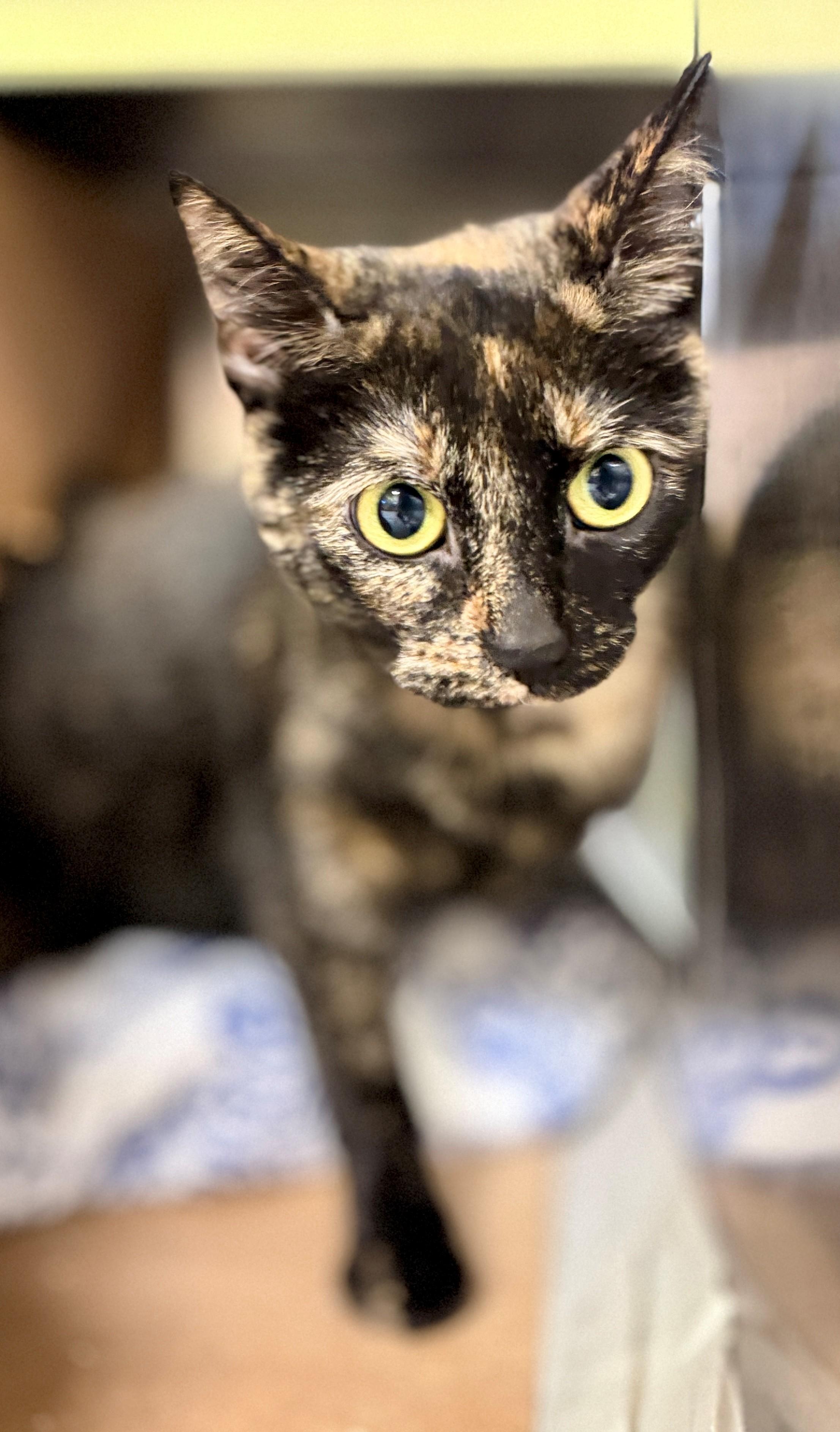 Enlarge Noelani, a Adoptable Domestic Short Hair in Hamilton, ON image 4/4