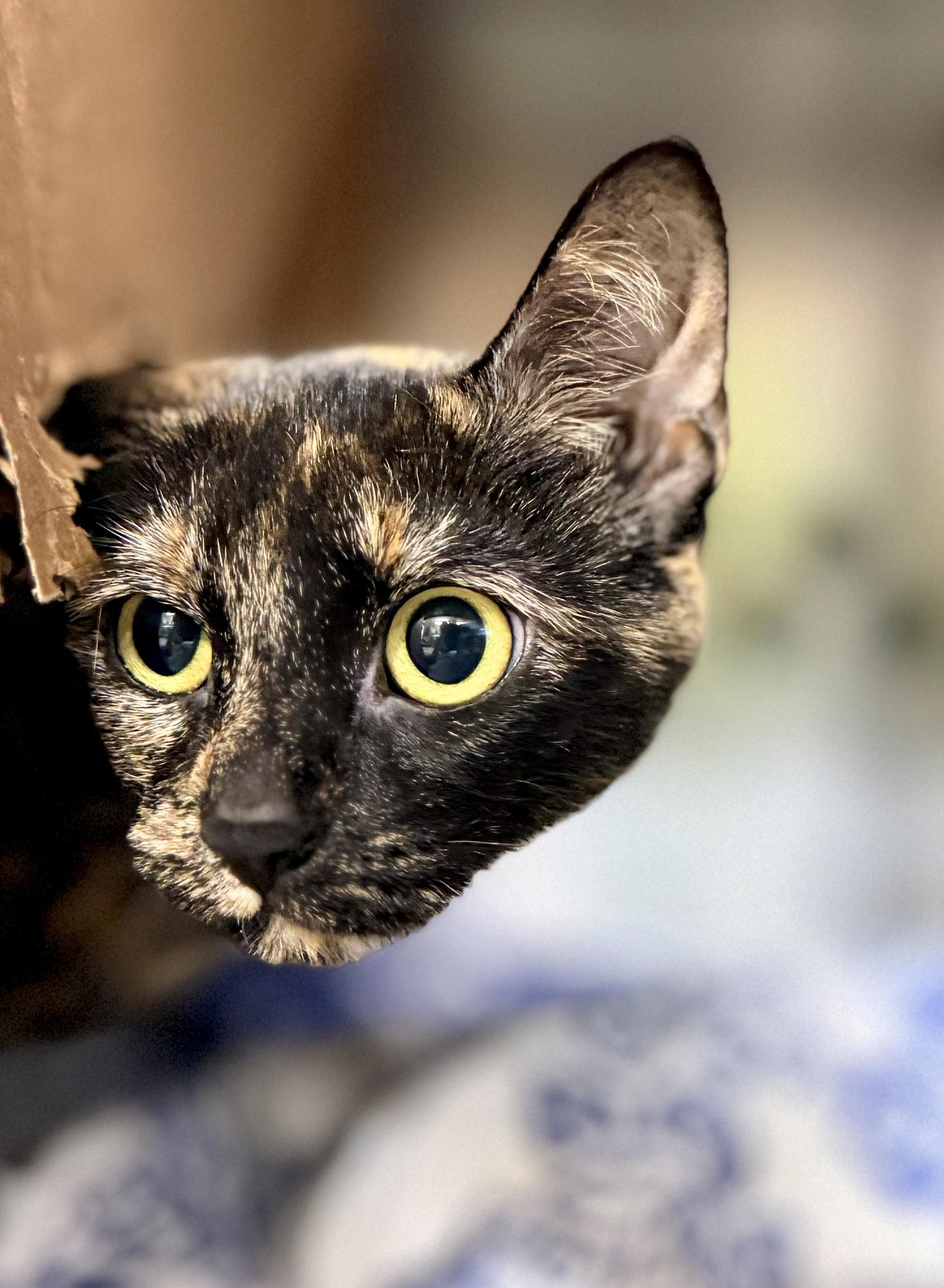 Enlarge Noelani, a Adoptable Domestic Short Hair in Hamilton, ON image 2/4
