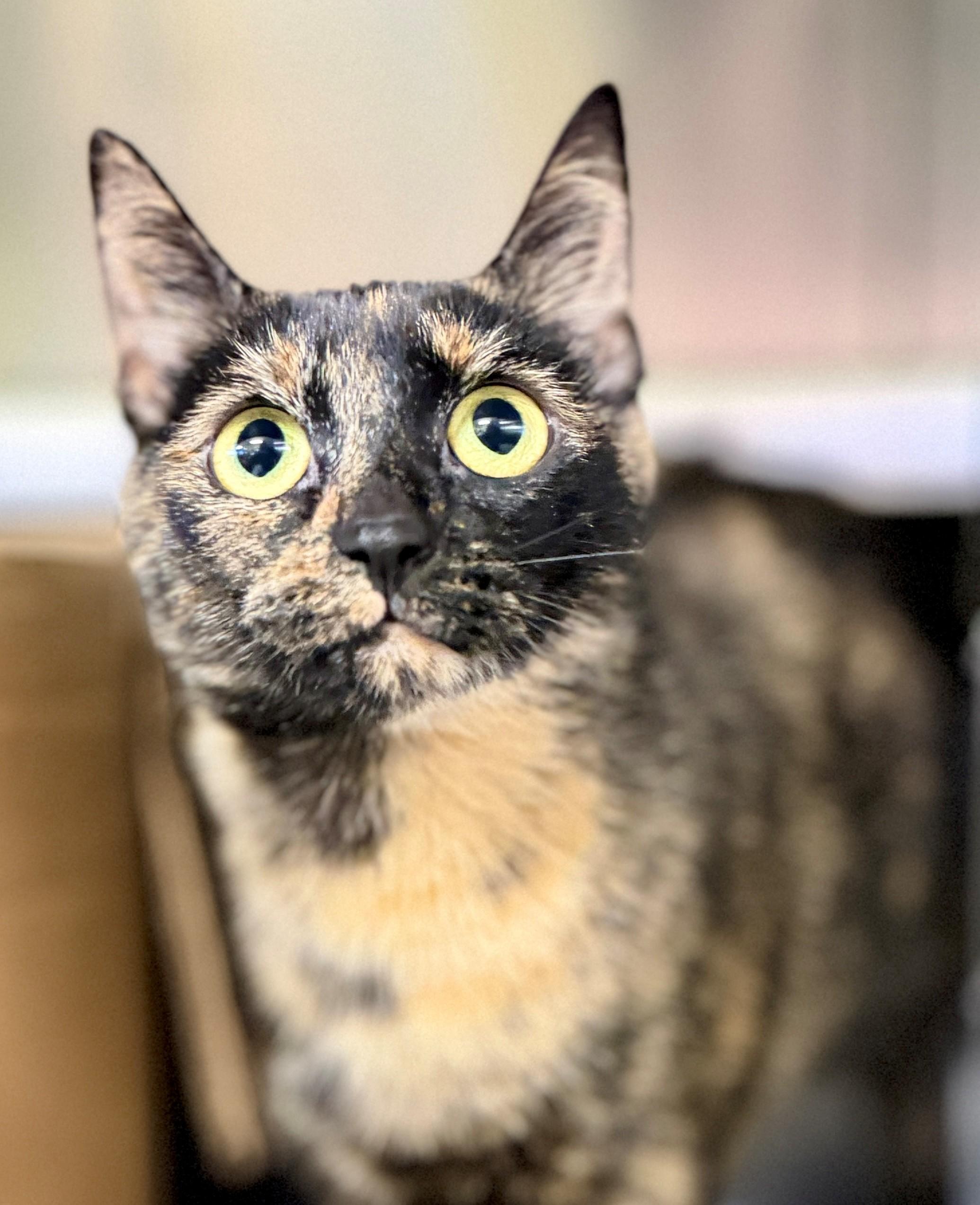 Noelani, Adoptable, Adult Female Domestic Short Hair.