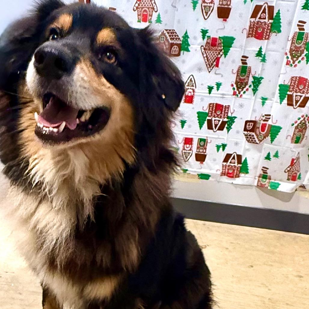 Mascot in NH! Come Meet our Adoptable Dogs! More info in Bio!