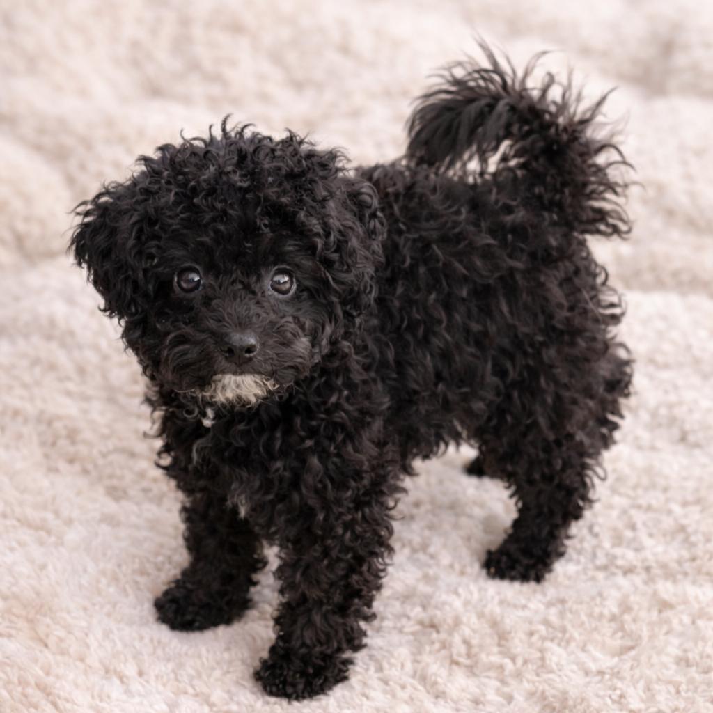 Peyton, Adoptable, Puppy Male Poodle (Toy).