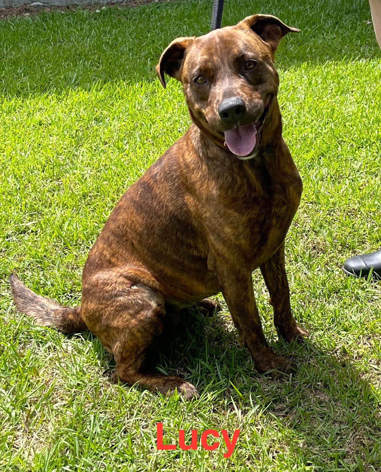 Enlarge Lucy, a Adoptable mixed breed in Alexander City, AL image 1/1