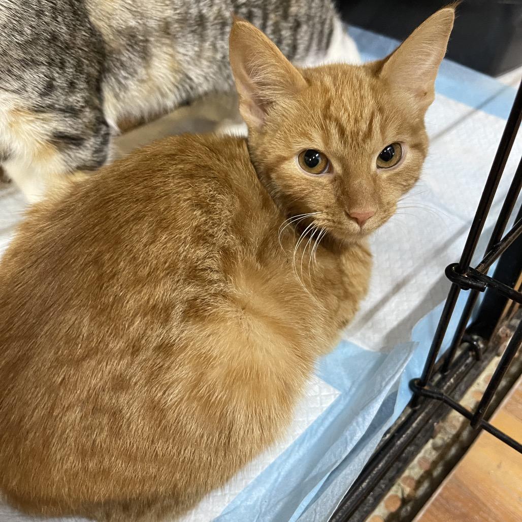 Oneida, Adoptable, Young Female Domestic Short Hair.