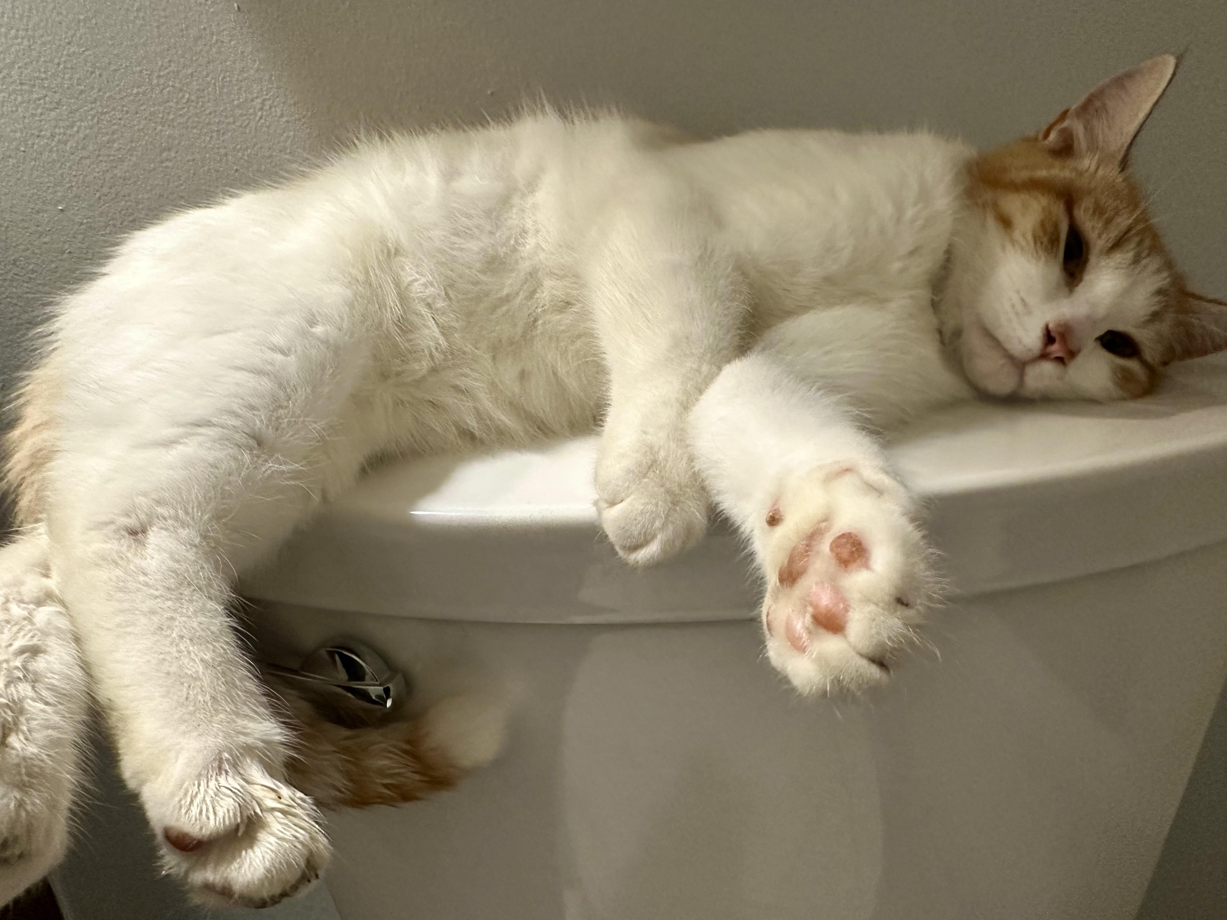 Enlarge Sonshine, a ADOPTABLE Domestic Short Hair in Easley, SC image 4/4