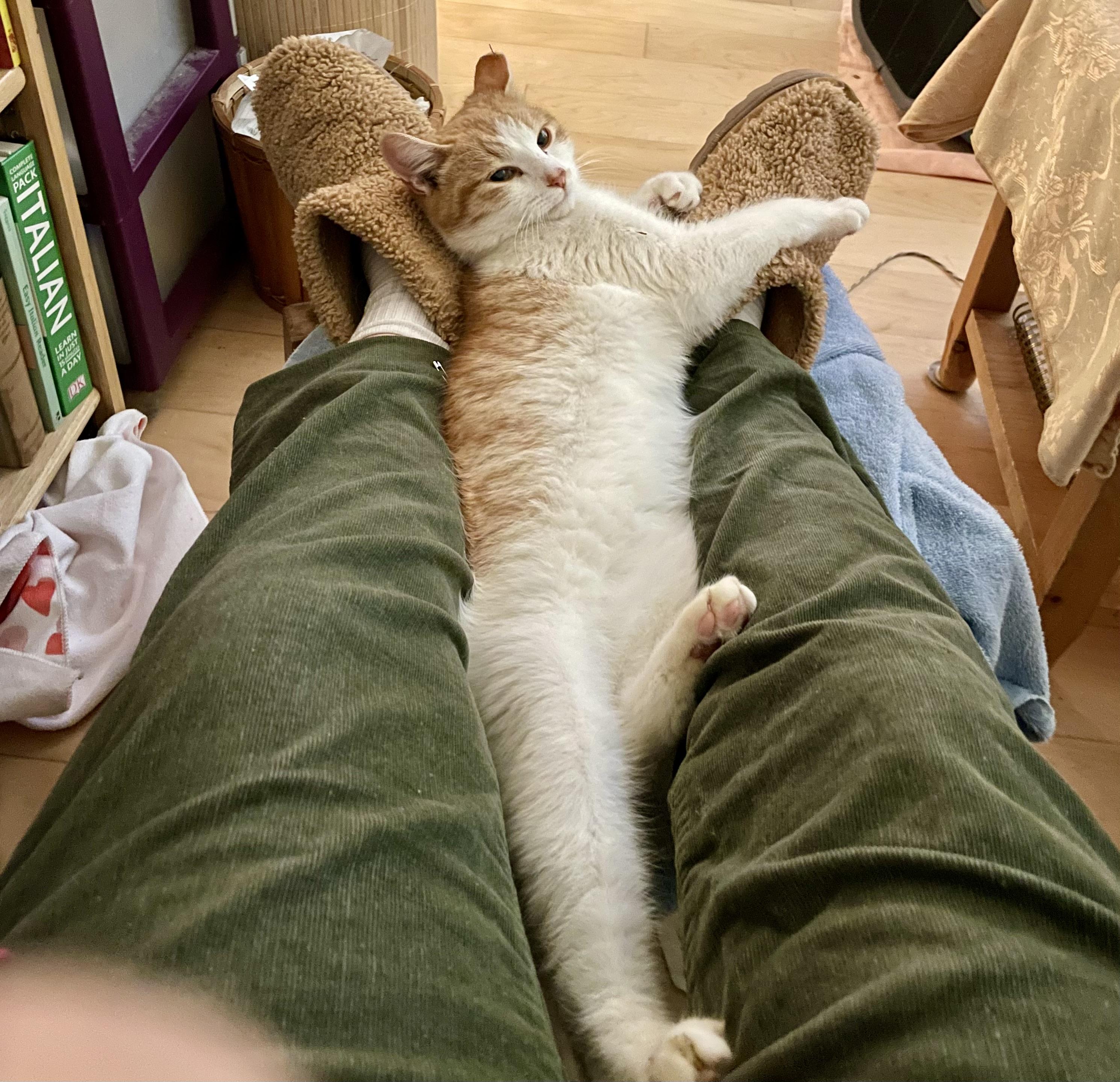 Enlarge Sonshine, a ADOPTABLE Domestic Short Hair in Easley, SC image 2/4