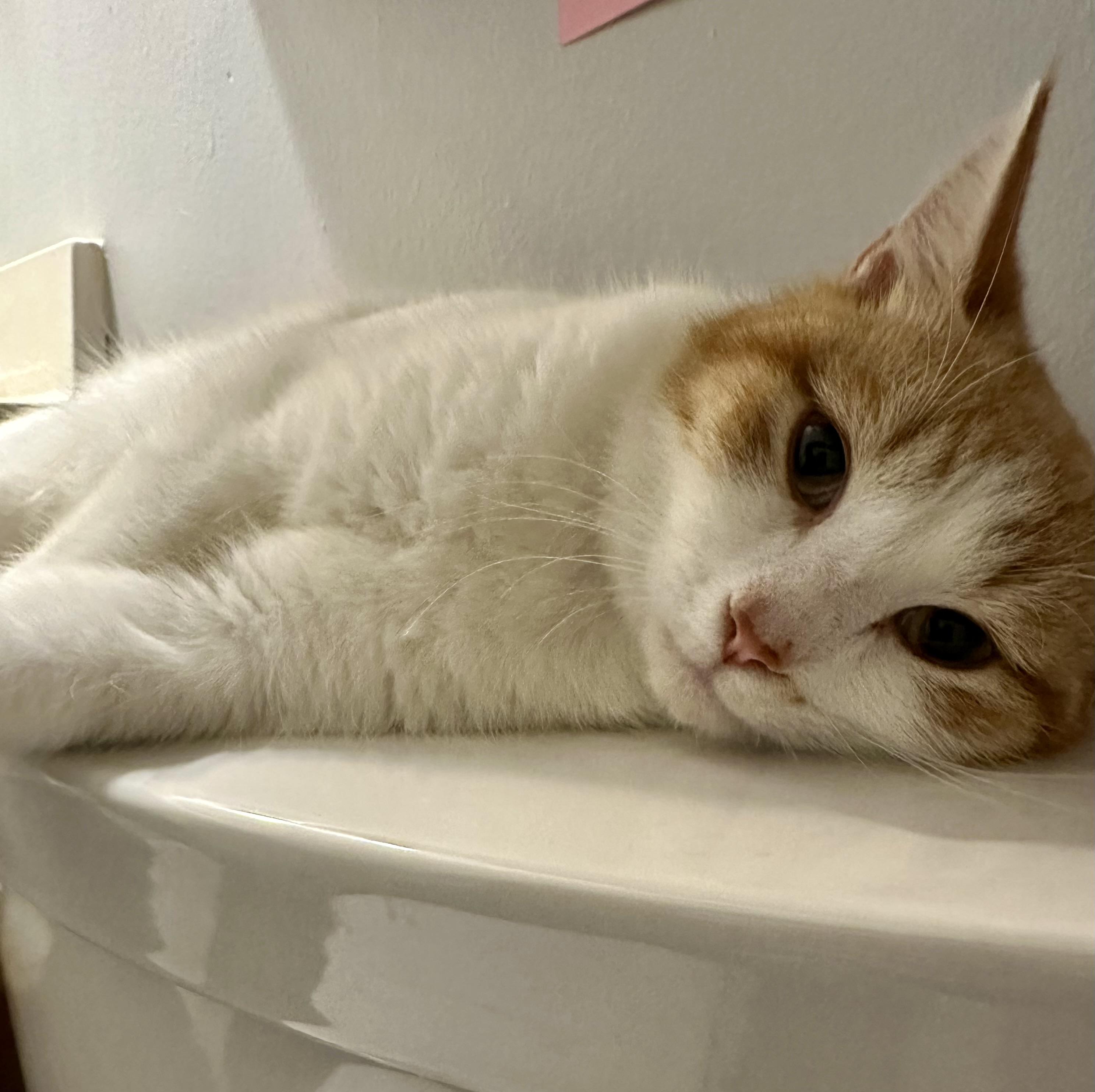 Enlarge Sonshine, a ADOPTABLE Domestic Short Hair in Easley, SC image 1/4