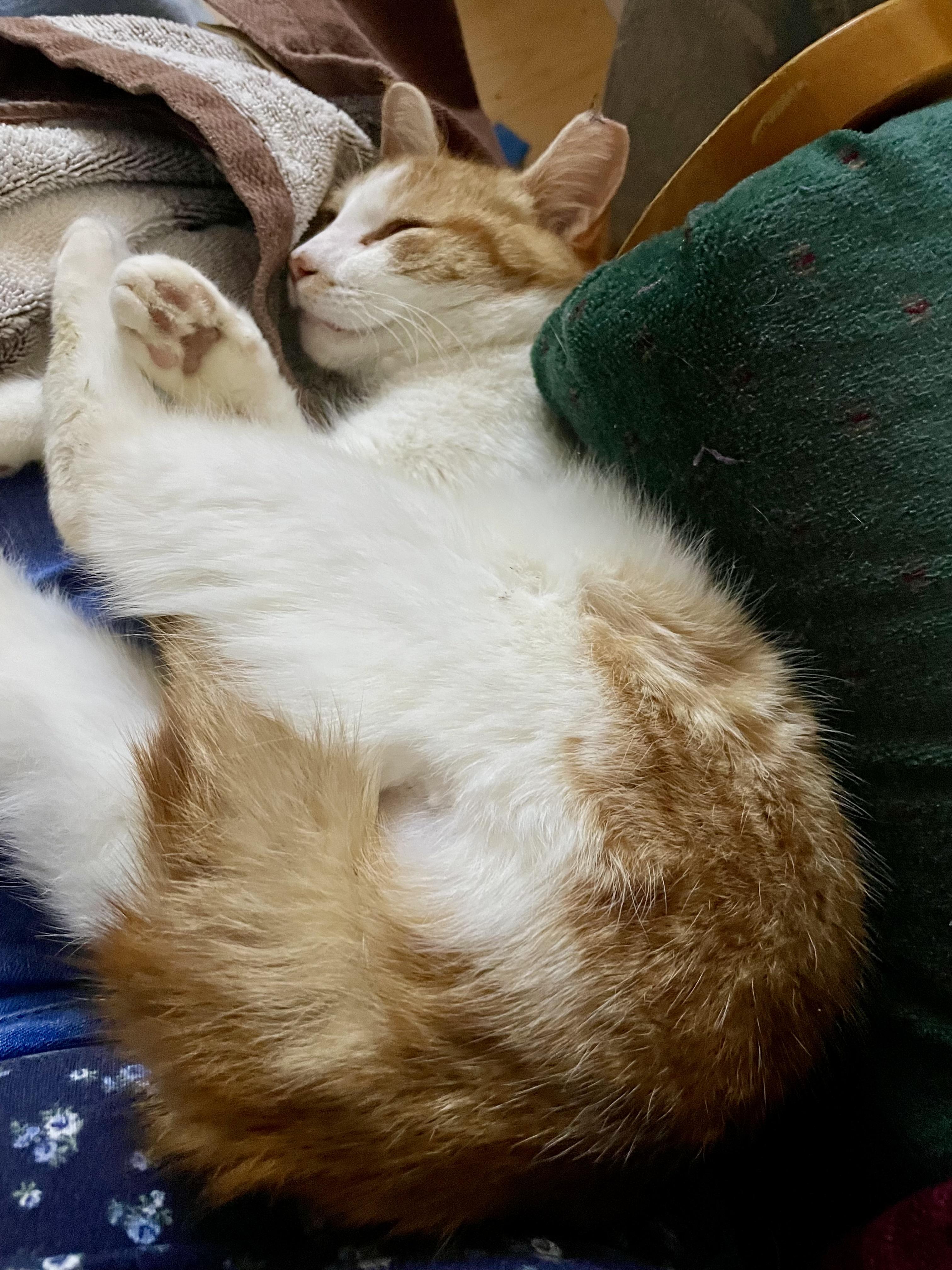 Enlarge Sonshine, a ADOPTABLE Domestic Short Hair in Easley, SC image 3/4