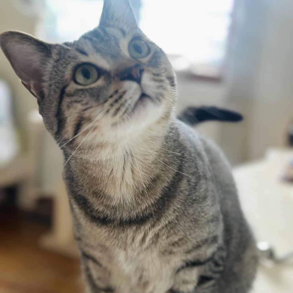 Enlarge Theo, a Adoptable Domestic Short Hair in Tulsa, OK image 2/4