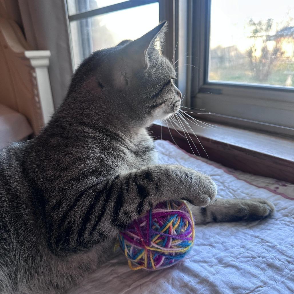 Enlarge Theo, a Adoptable Domestic Short Hair in Tulsa, OK image 3/4