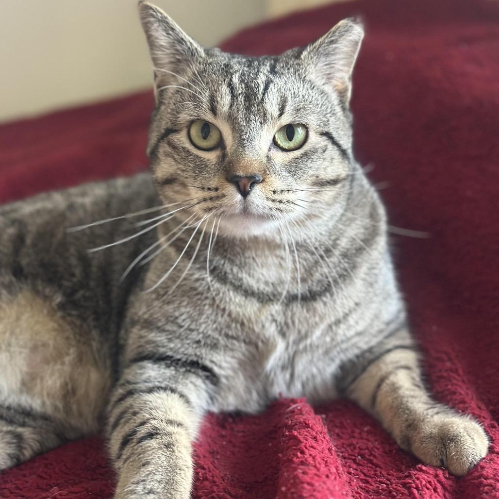 Enlarge Theo, a Adoptable Domestic Short Hair in Tulsa, OK image 4/4