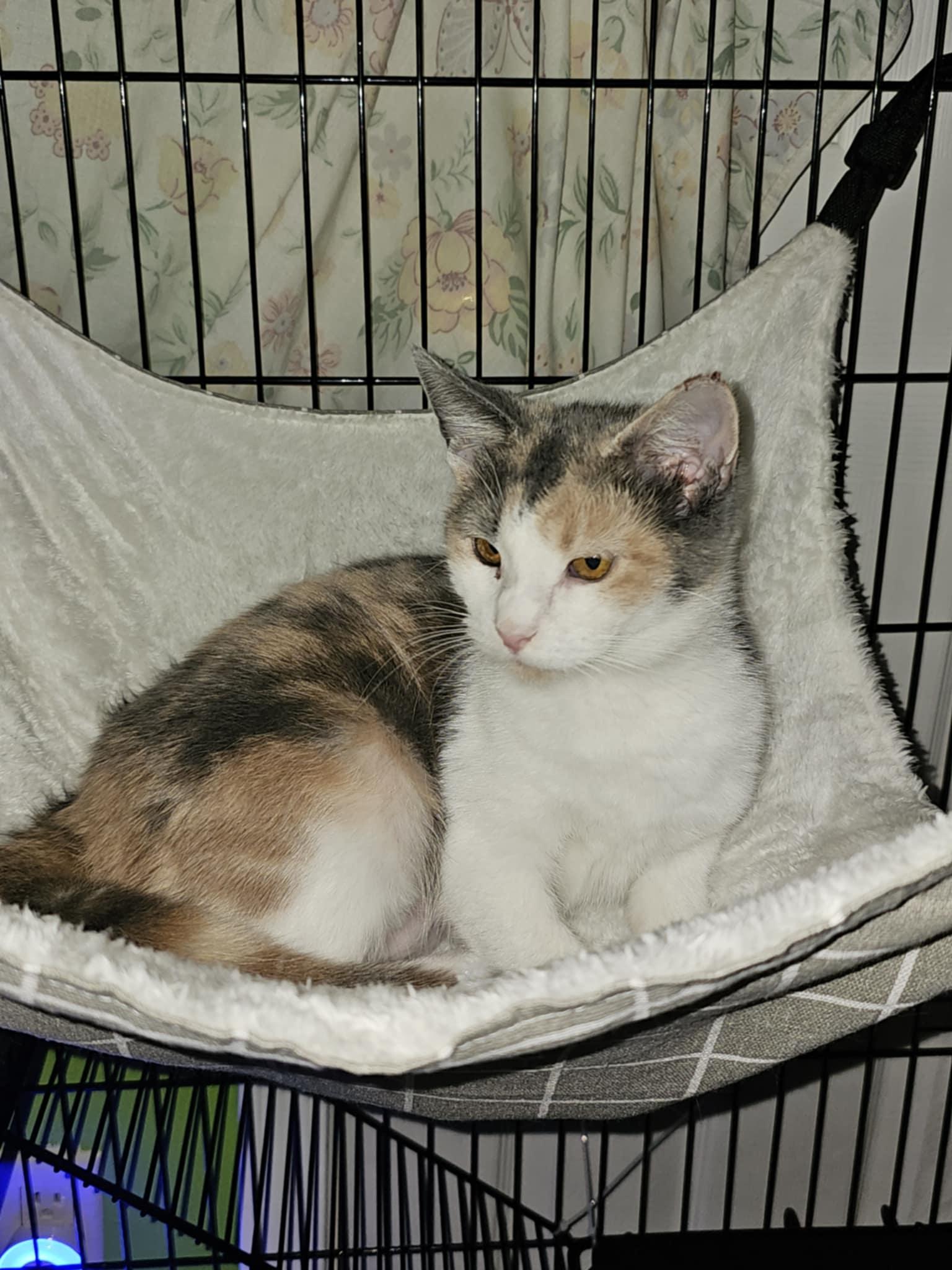Enlarge Grace, a Adoptable Domestic Short Hair in Keansburg, NJ image 3/4