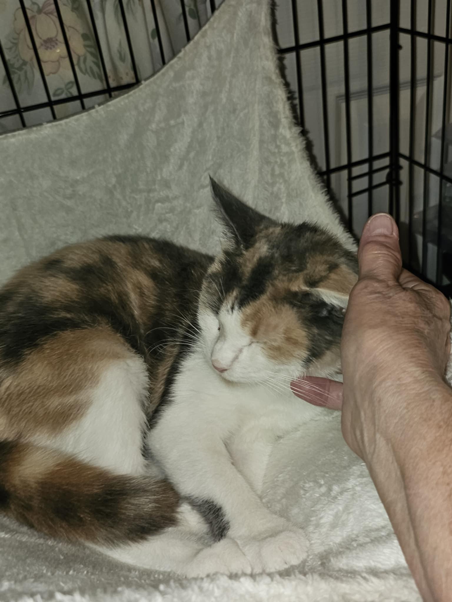 Enlarge Grace, a Adoptable Domestic Short Hair in Keansburg, NJ image 2/4