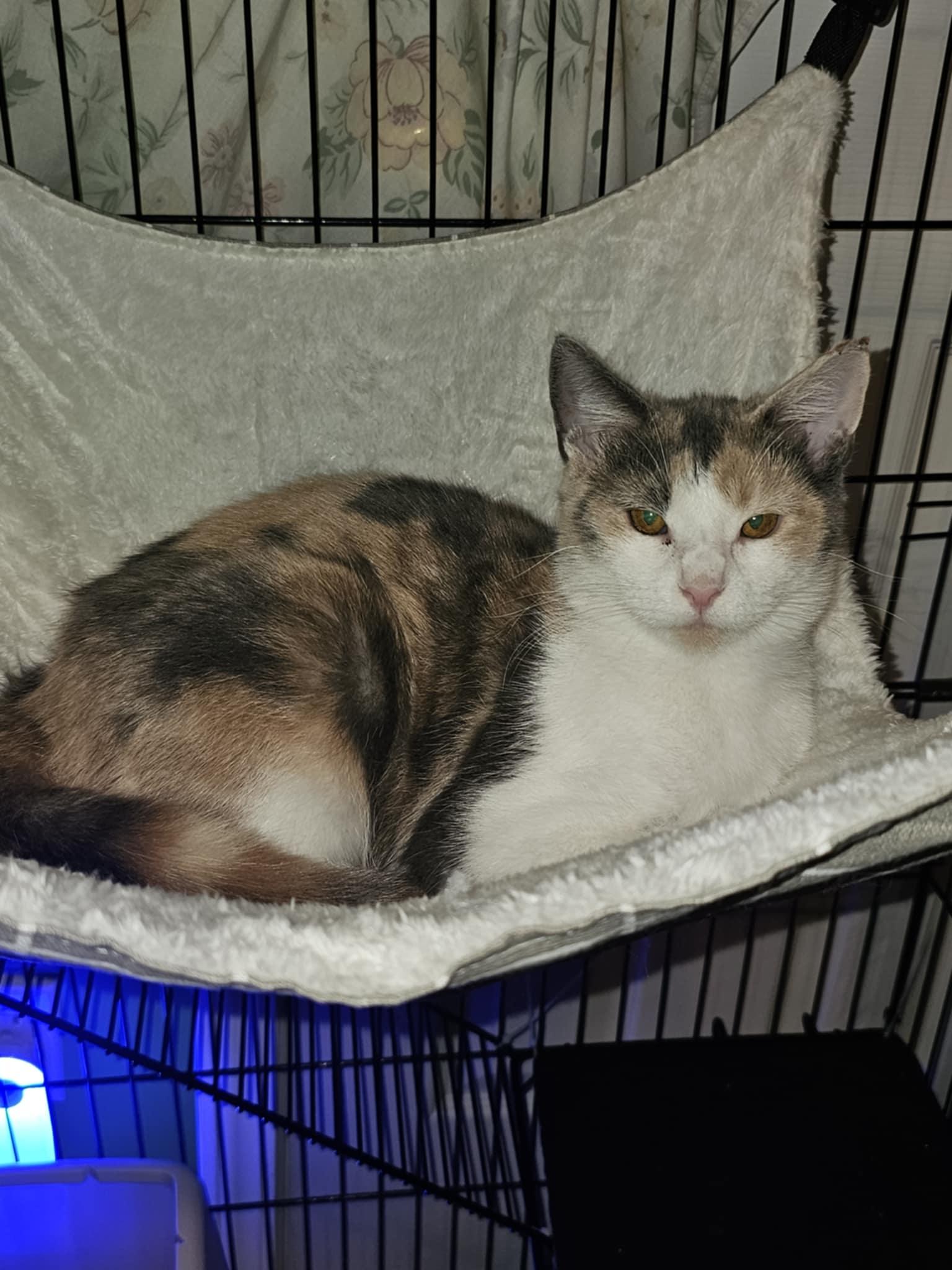 Enlarge Grace, a Adoptable Domestic Short Hair in Keansburg, NJ image 1/4