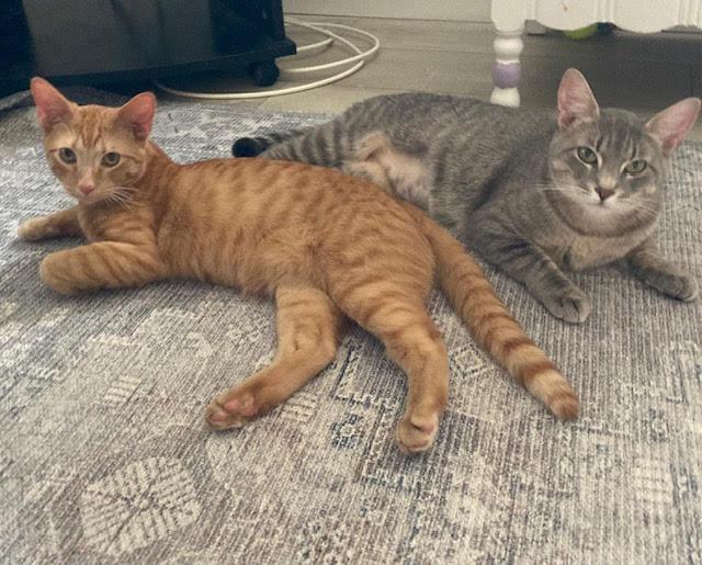 Biscuit and Muffin , a ADOPTABLE Domestic Short Hair in Fairfax, VA image 2/6